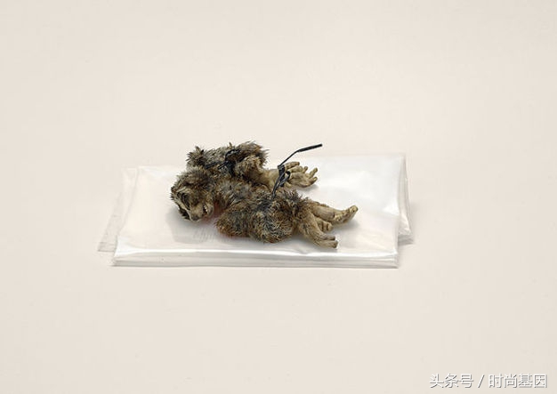 禁止食品进入的法律规定,禁止带入美国的中草药