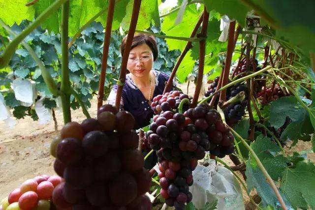 羊亭附近景点攻略,羊亭有什么玩的地方