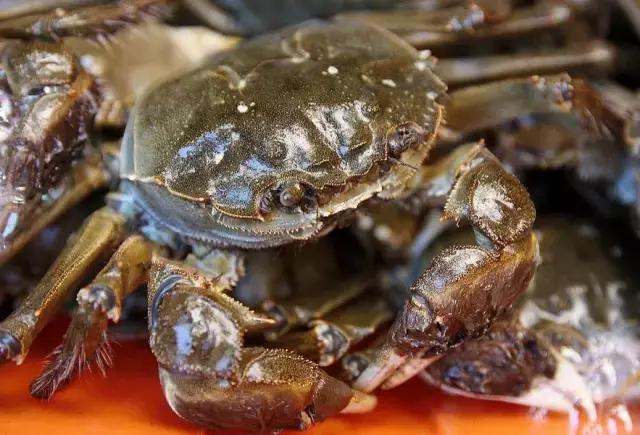 大闸蟹知识教程,大闸蟹基础知识培训