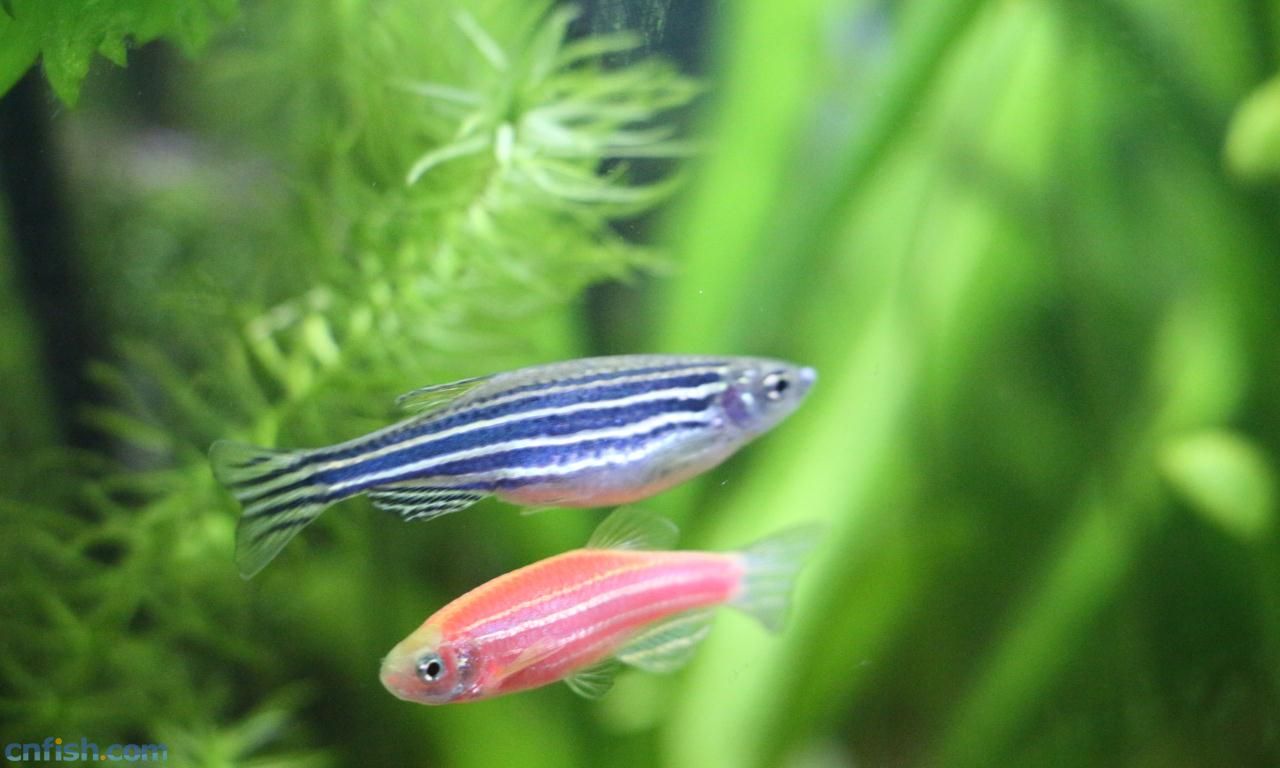 斑马鱼的养殖方法和注意事项,小观赏鱼斑马鱼怎么养好