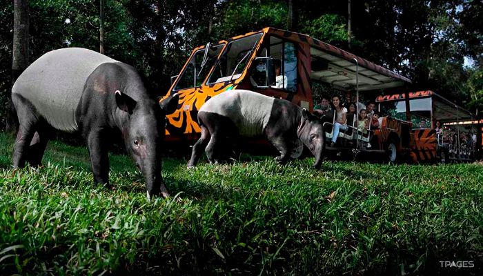 新加坡夜间野生动物园照片,新加坡夜间野生动物园攻略
