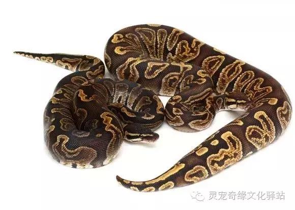 球蟒基因图鉴入门,变异球蟒图鉴