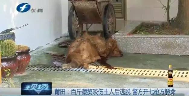 藏獒打架咬死狗,五分钟罕见藏獒打架