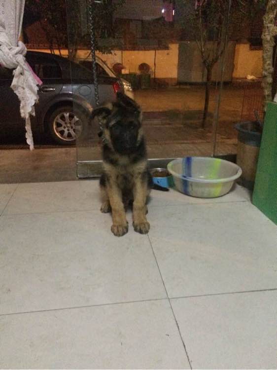 一个月的德牧为什么那么瘦,德牧什么表现是笨狗