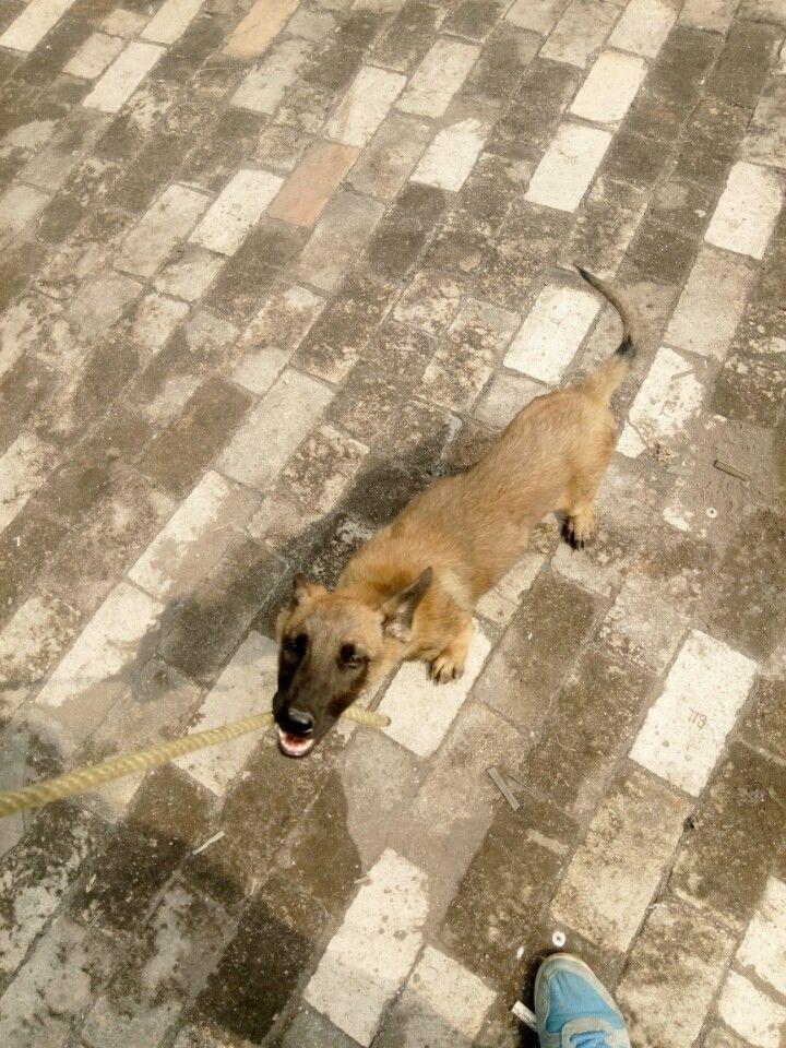 我的小马犬老是追人扑人咋办,我的小马犬不兴奋怎么办