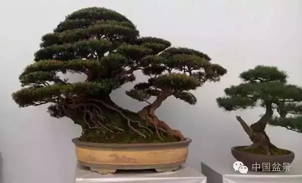 红子刺树桩盆景大全,曲杆式树桩盆景图片