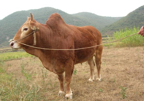 大黄牛的处理方法,农村大黄牛吃草