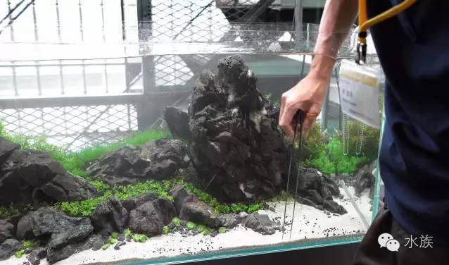 ada开缸第二天,ada开缸