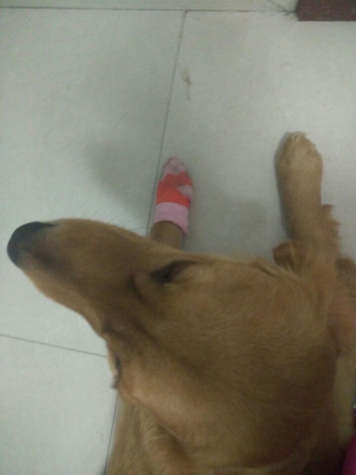 金毛脚掌受伤了怎么办,金毛脚掌受伤恢复