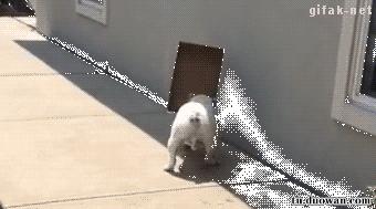 剪刀脚王局长,夺命剪刀脚王局长教学