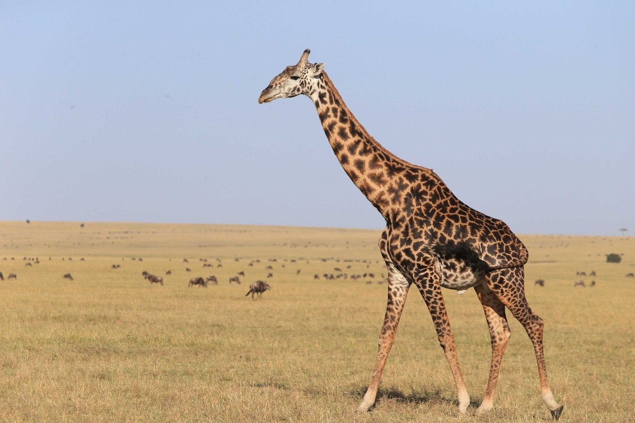 长颈鹿爱刺猬,长颈鹿爱猫头鹰