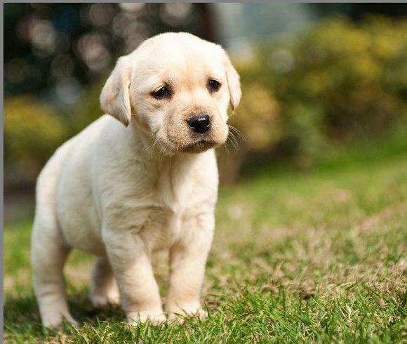 淘宝上拉布拉多20元一只可信吗,在网上买的拉布拉多靠谱吗