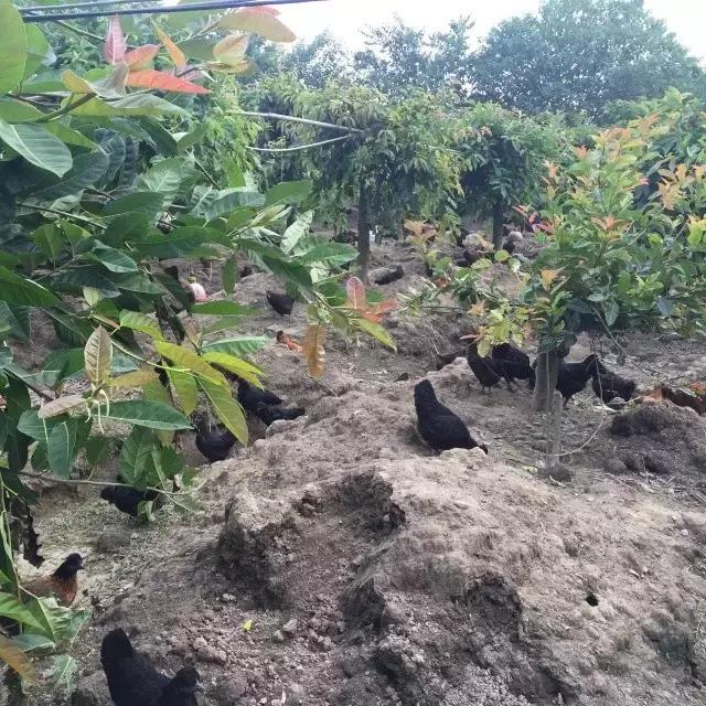 种养结合养鸡场,种养结合养鸡模式是什么