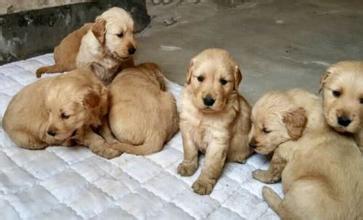 大金毛不想吃狗粮,大金毛不吃饭也不吃狗粮