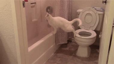 怎么处理猫的粪便,怎么处理猫拉屎后残留的粑粑