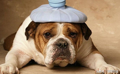 治疗狗细小病毒偏方,细小病毒能用中药偏方治吗