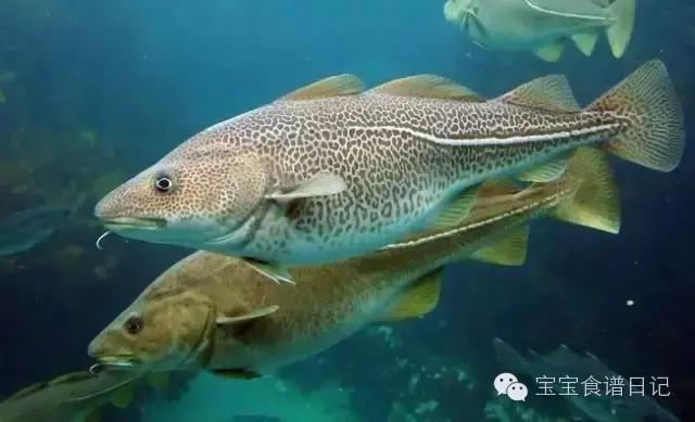 如何辨别真假鳕鱼的方法,鳕鱼如何分辨是不是油鱼