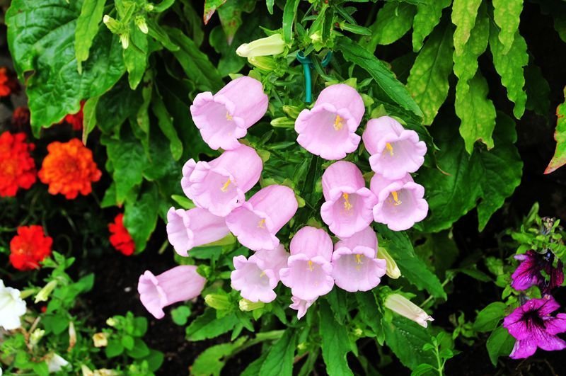 有哪些好听的花儿,好看花儿的名字有哪些