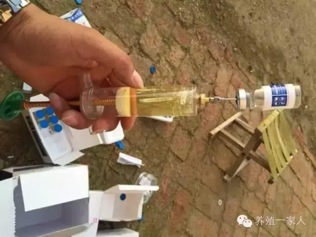 从外拉羊出现应激怎么办？处理方案及操作规程！