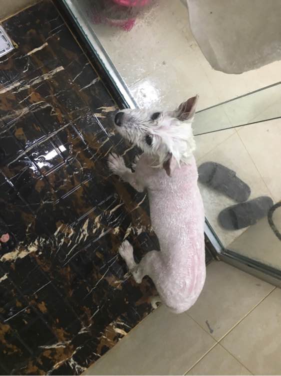 路边捡到一只萨摩耶,捡到萨摩耶有狗癣