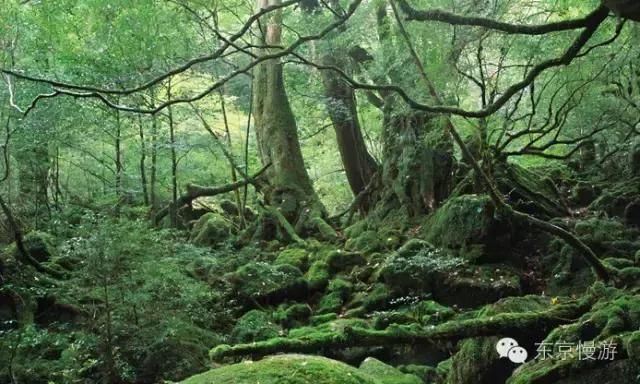 日本签证办理条件自由职业,日本留学签证下来了就得去日本吗