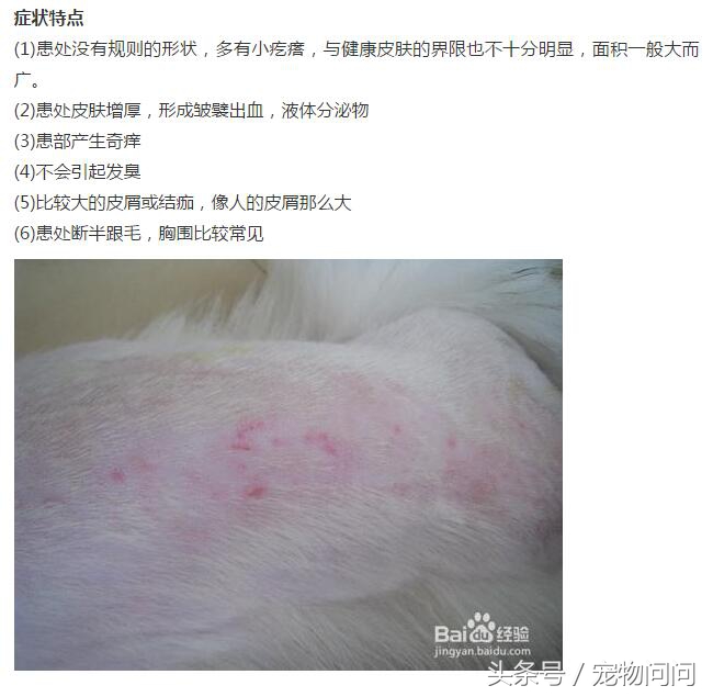 狗狗长满螨虫怎么治,宠物螨虫皮肤病用什么药
