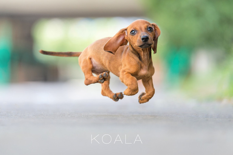 常见宠物狗体型大小排行榜最全,宠物狗智商排名和价格表