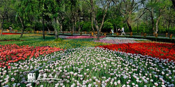 国庆去这里人少且景美,十一假期哪里去看花海