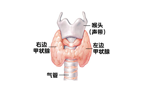 甲状腺大部分切除损伤喉上神经,甲状腺手术喉返神经损伤最佳恢复