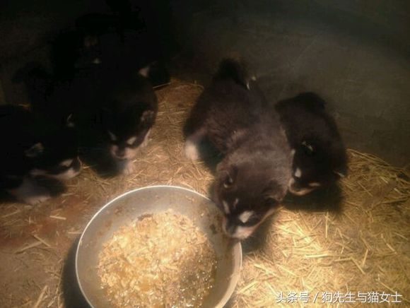 哈士奇不听话只能送去狗肉店,哈士奇送到狗场