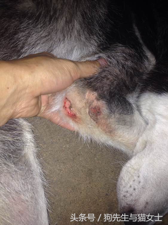 哈士奇不听话只能送去狗肉店,哈士奇送到狗场