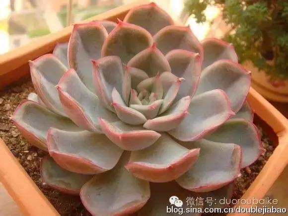 认多肉品种,教你认多肉