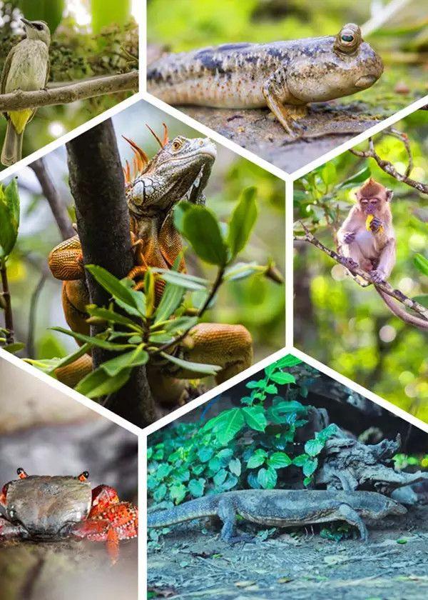 去沙巴旅游的感受,去沙巴旅游6大理由