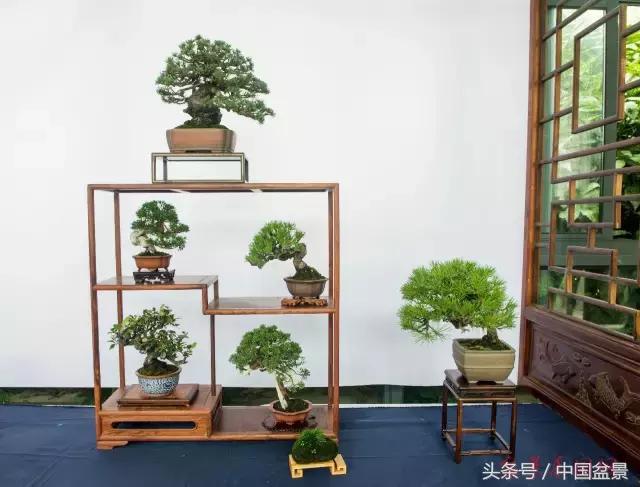 哪些野草适合微型盆景,小品盆景和微型盆景有区别吗