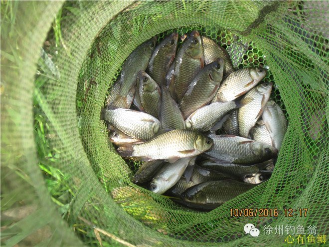 徐州铜山区野钓最新地点,小记野河钓鱼
