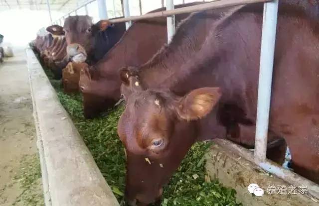 教你养牛教程,教你养牛