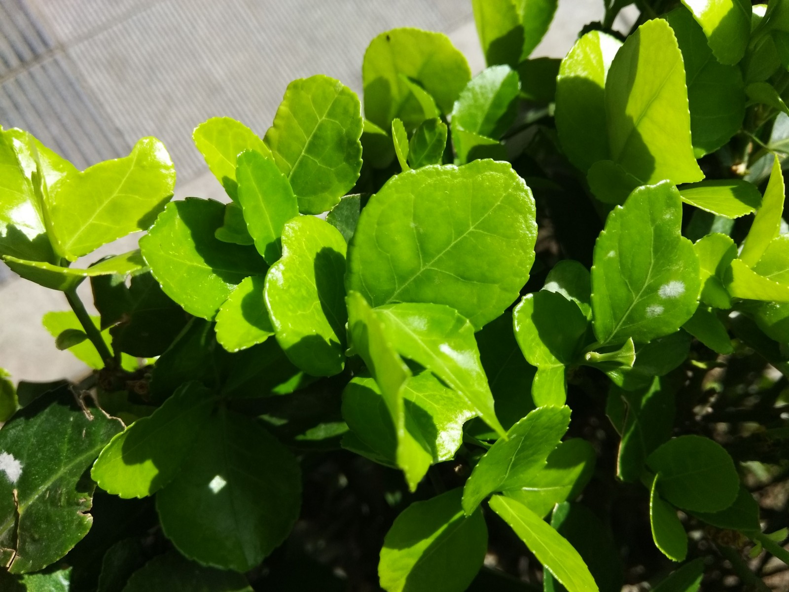 酷派cool1开箱视频,酷派cool1配置