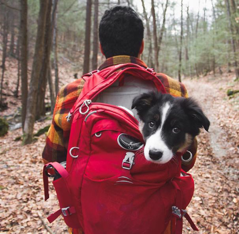 国庆带狗狗适合去哪玩,国庆狗狗出去浪