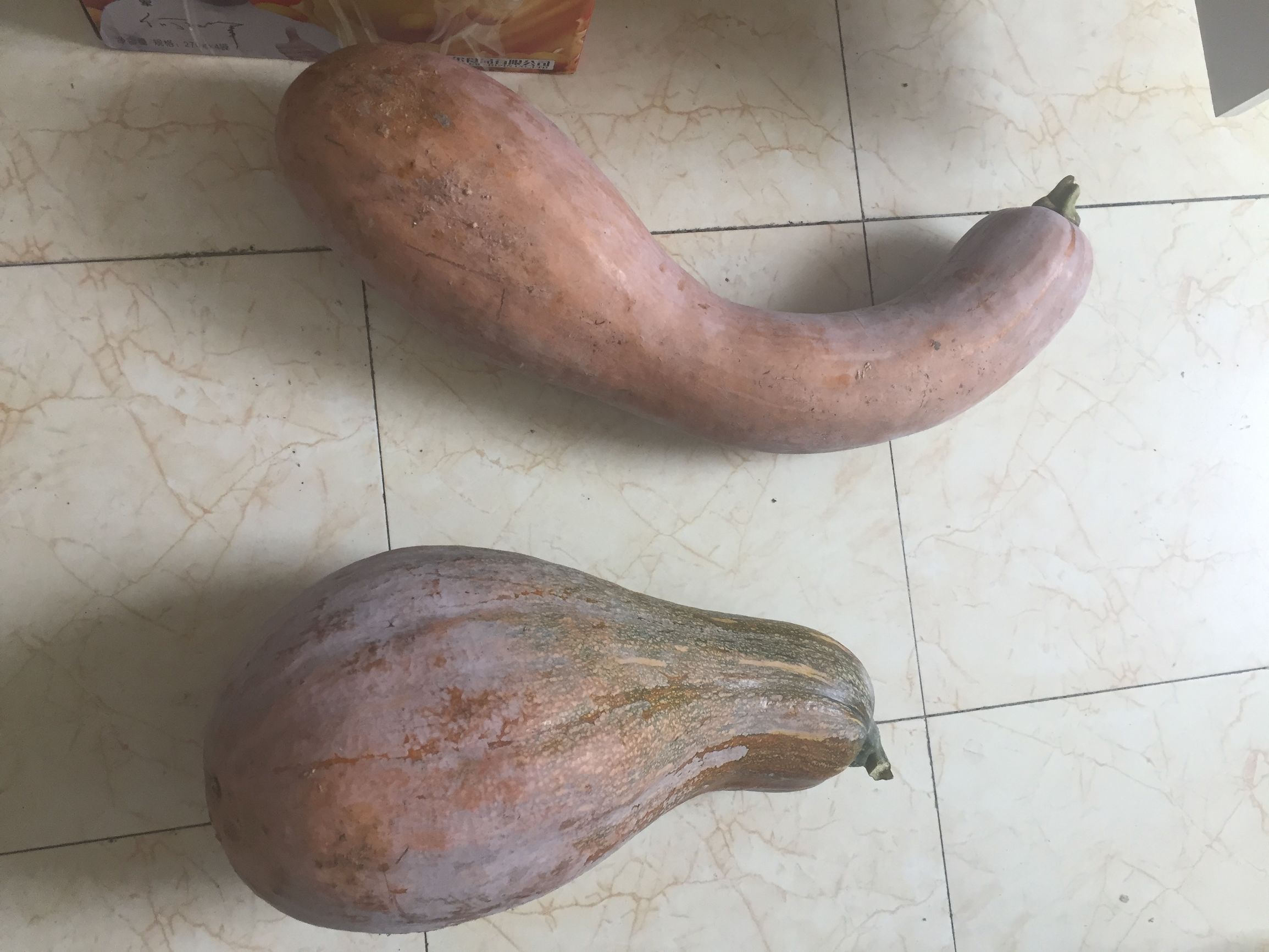 馒头君和南瓜妹的正确打开方式，厉害了我的馒头君