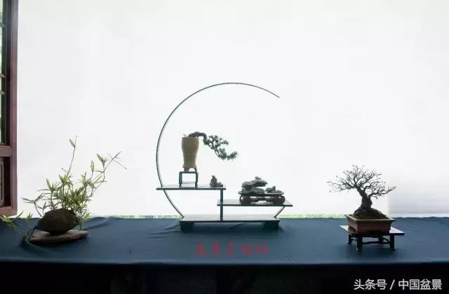 哪些野草适合微型盆景,小品盆景和微型盆景有区别吗