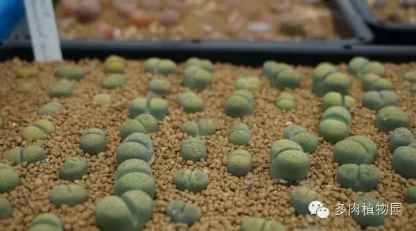 边走边看日本番杏之王DTさん多肉大棚