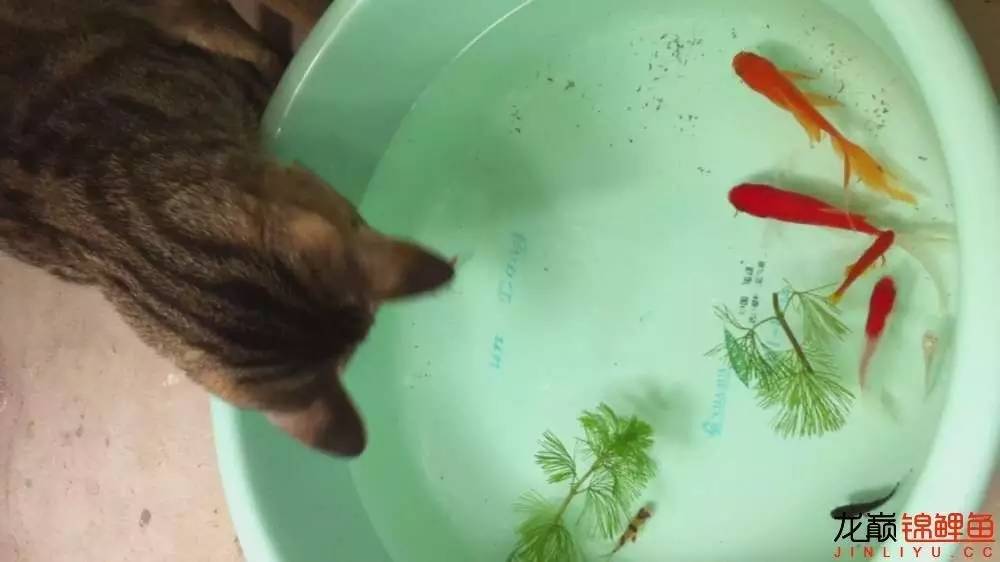 我的锦鲤梦,一直在坚持!