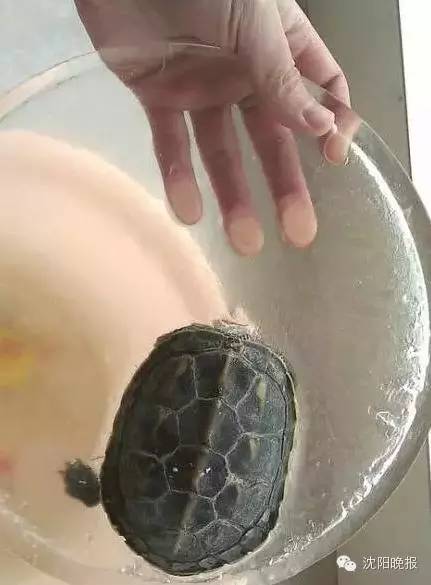 乌龟还能救过来吗,奄奄一息的小乌龟还有救吗