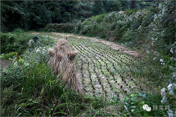 陕菜必吃榜第一名,中国最高端的陕菜
