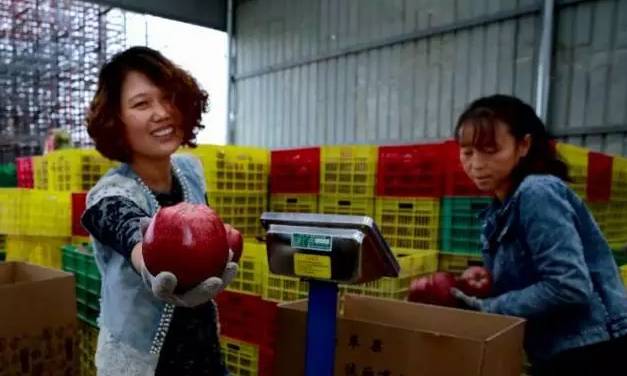 世界四个苹果,世界上有四种苹果