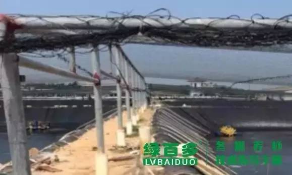 珠三角目前是冬棚虾养殖关键时期,掌握这几点冬棚养虾才能成功