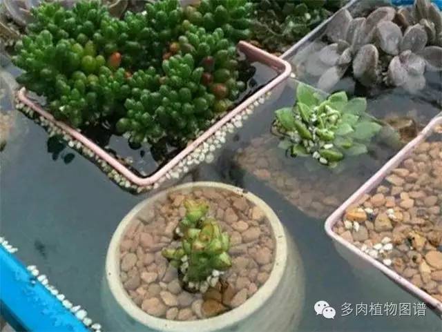 暴雨后露养的多肉土壤湿透,暴雨后多肉泡水
