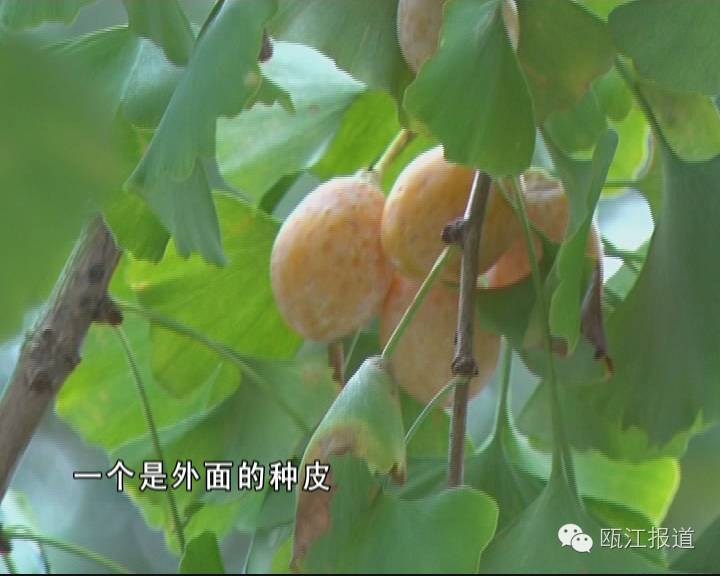 银杏药片对高血压有效吗,银杏叶制剂对高血压的作用