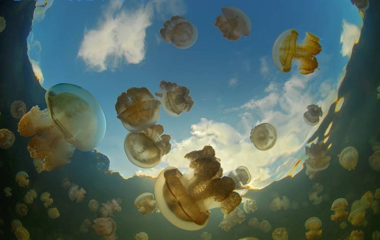 黄金水母寿命有多长,太平洋黄金水母