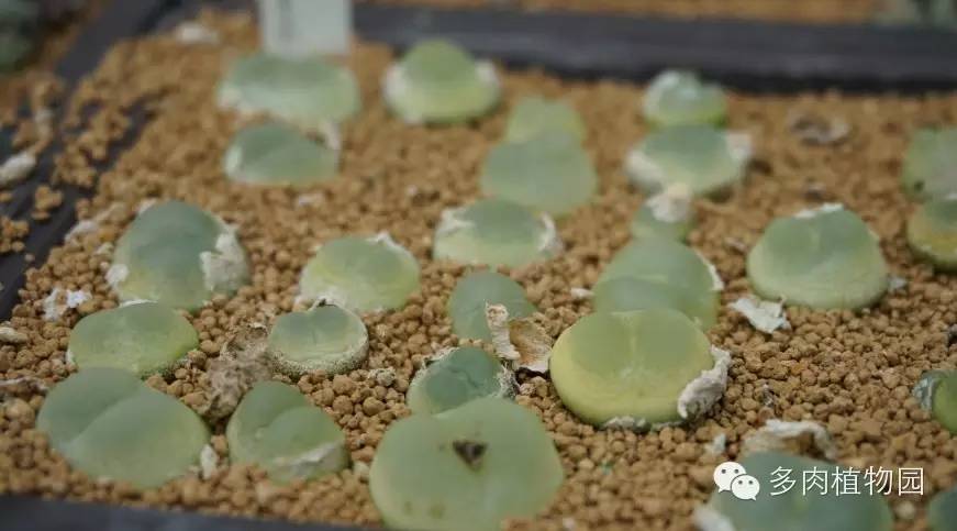 边走边看日本番杏之王DTさん多肉大棚